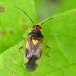 Famille Miridae: Punaise des plantes